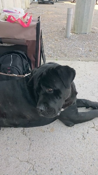 Izio Des Seigneurs De Sparte - 1er Excellent