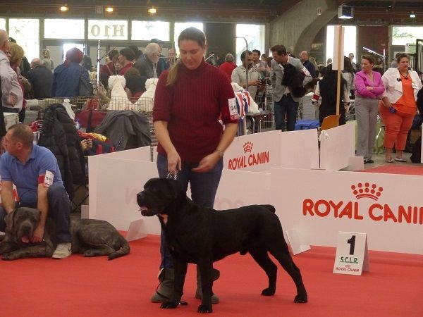 Izio Des Seigneurs De Sparte - 1er Excellent, CACS, CACIB