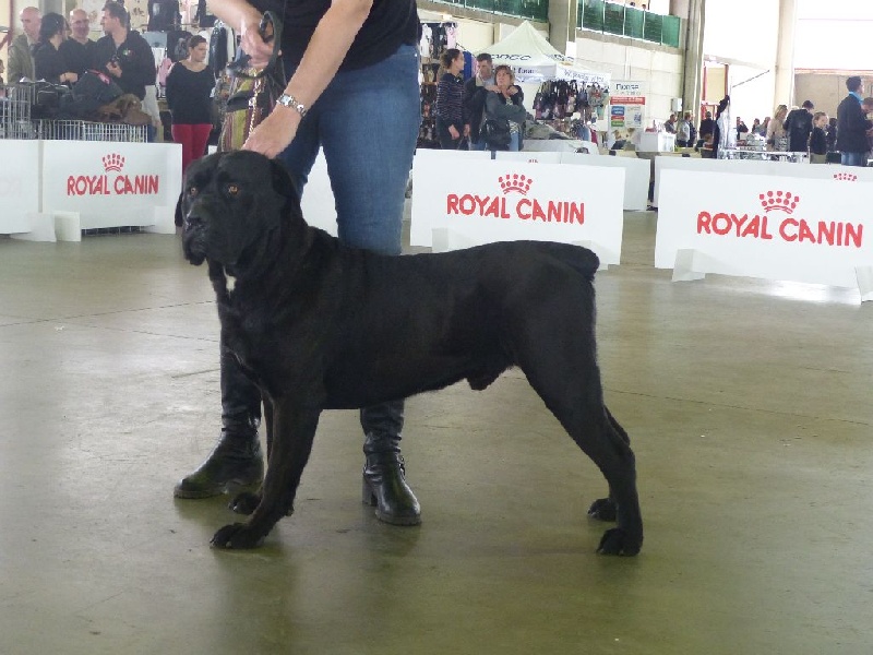 Izio Des Seigneurs De Sparte - 1er Très bon