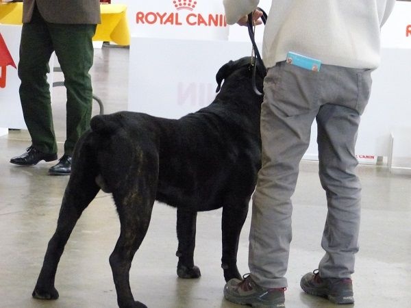 Izio Des Seigneurs De Sparte - 1er Très bon