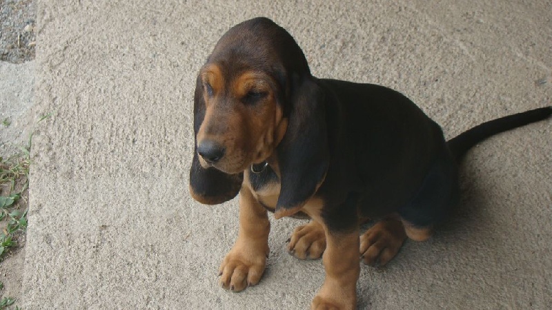 Chiot Elevage Du Rallye De La Chabanne Eleveur De Chiens Bruno Du Jura Type Bruno