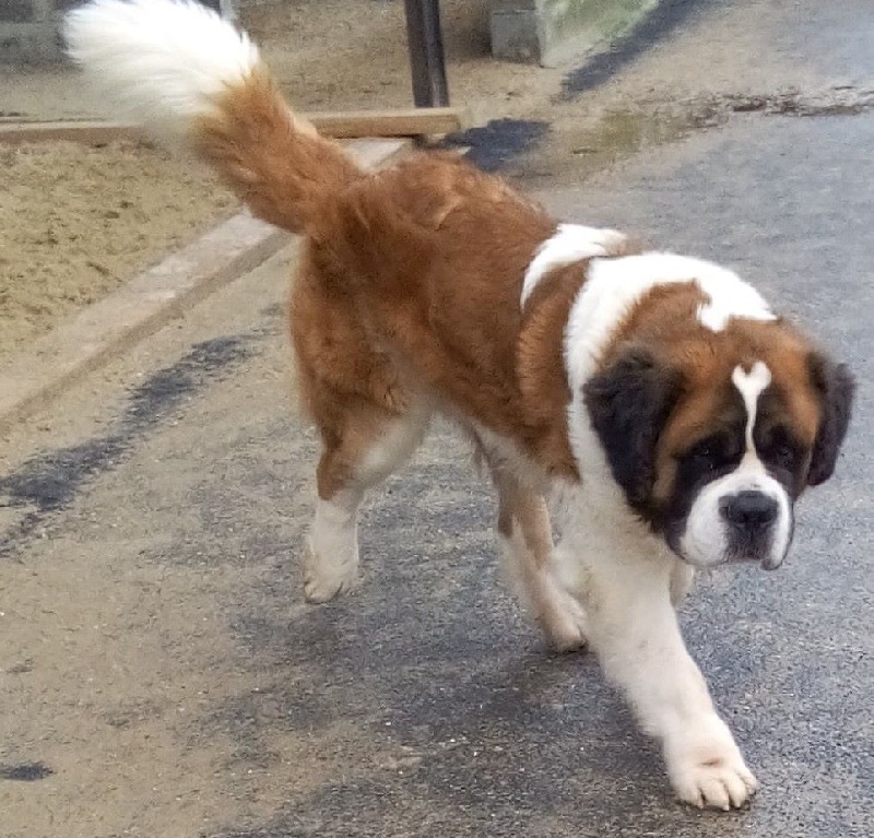 Publication : de la vallée de l'hogmiau