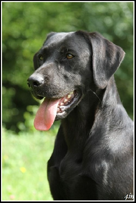 De Javelot Des Granges