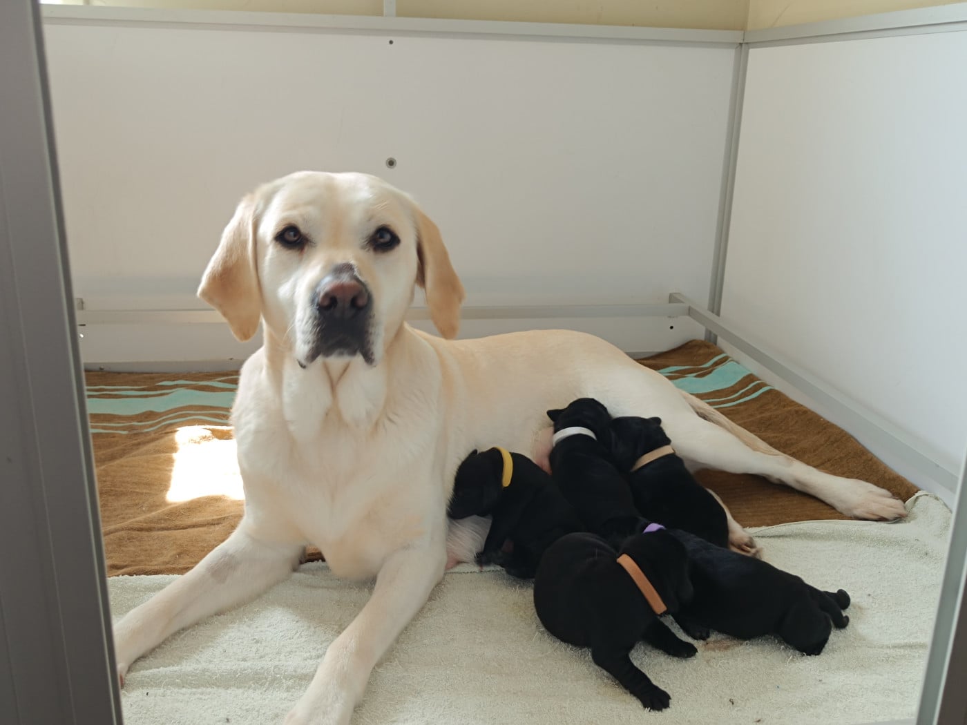 Labrador Retriever - De Javelot Des Granges