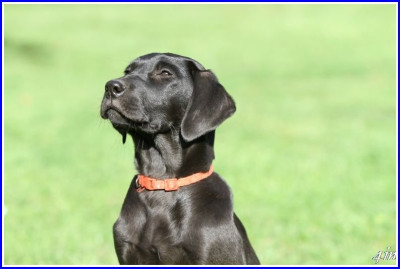 Les chiots de Labrador Retriever