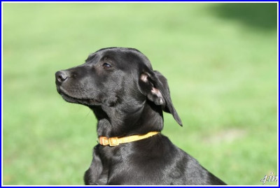 Les chiots de Labrador Retriever