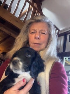 Les chiots de Cocker Spaniel Anglais