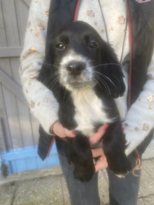 Les chiots de Cocker Spaniel Anglais