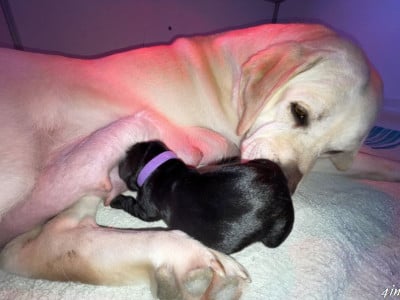 Les chiots de Labrador Retriever