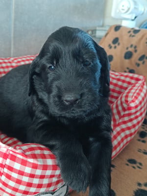 Les chiots de Flat Coated Retriever