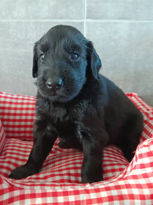 Les chiots de Flat Coated Retriever