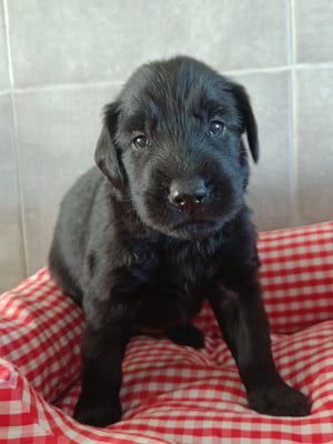 Les chiots de Flat Coated Retriever