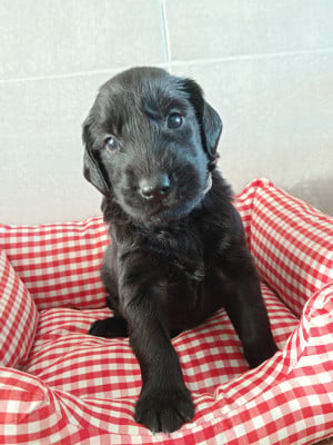 Les chiots de Flat Coated Retriever