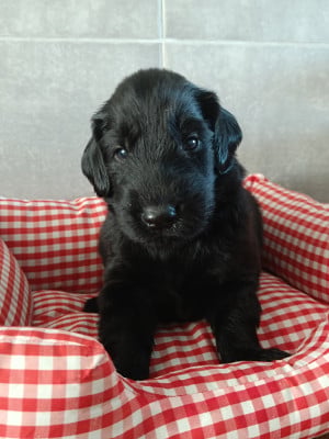 Les chiots de Flat Coated Retriever