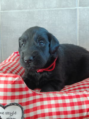 Les chiots de Flat Coated Retriever