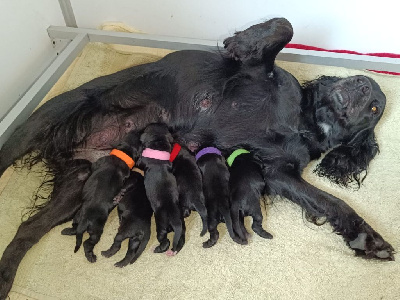 Les chiots de Cocker Spaniel Anglais