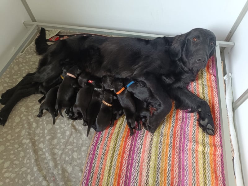 Flat Coated Retriever - De Javelot Des Granges