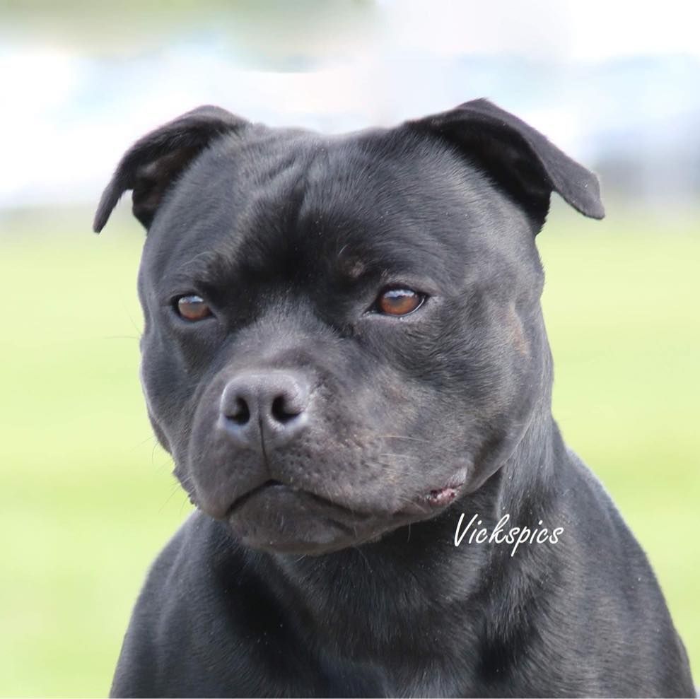 Publication : Di Mantstaff