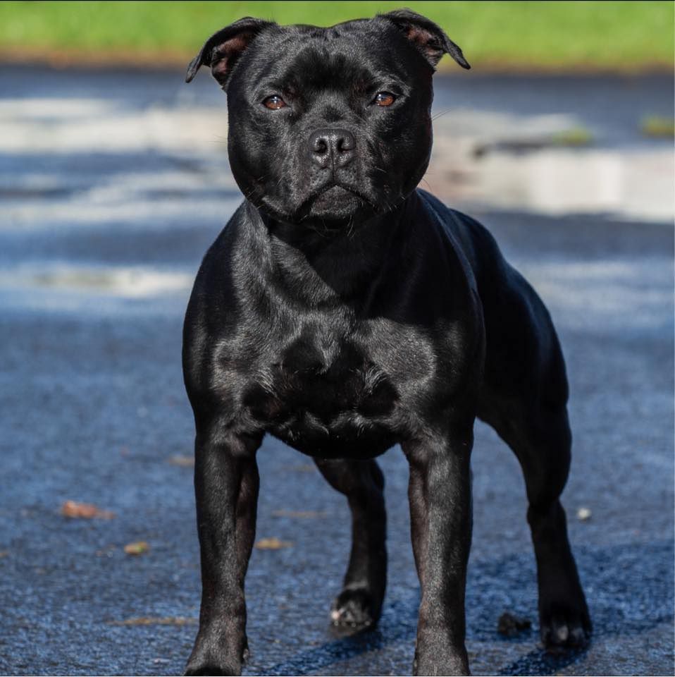 Publication : Di Mantstaff