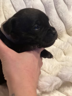 Staffordshire Bull Terrier