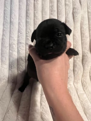 CHIOT 4 - Staffordshire Bull Terrier