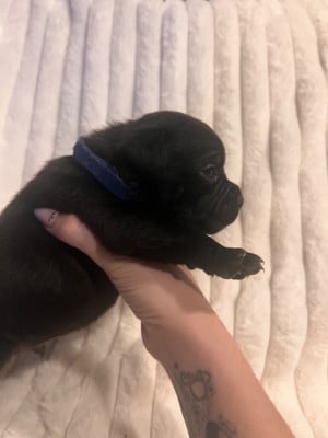 CHIOT 5 - Staffordshire Bull Terrier