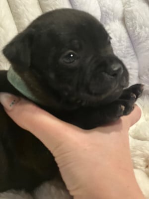 Les chiots de Staffordshire Bull Terrier