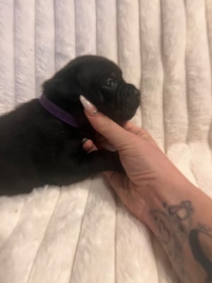 Les chiots de Staffordshire Bull Terrier