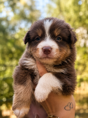 Les chiots de Berger Australien