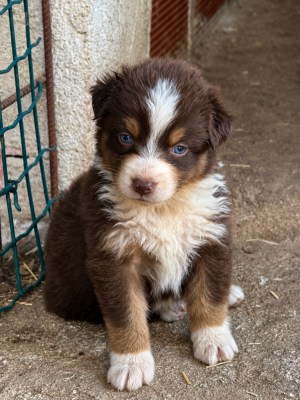 Les chiots de Berger Australien