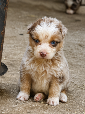 Les chiots de Berger Australien