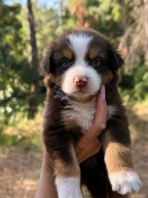 Les chiots de Berger Australien