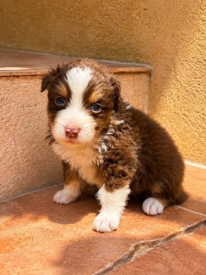 Les chiots de Berger Australien