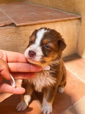 Les chiots de Berger Australien