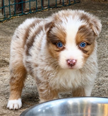 Les chiots de Berger Australien