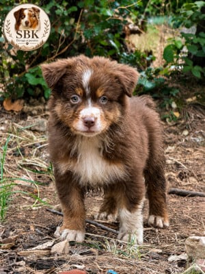 Les chiots de Berger Australien
