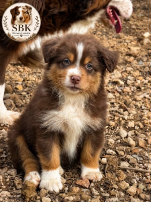 Les chiots de Berger Australien
