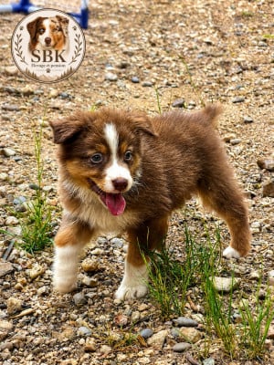 Les chiots de Berger Australien