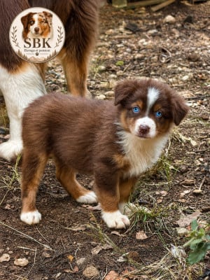 Les chiots de Berger Australien