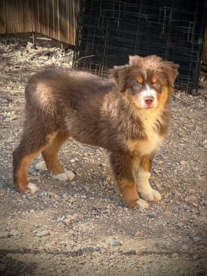 Les chiots de Berger Australien