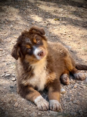 Les chiots de Berger Australien