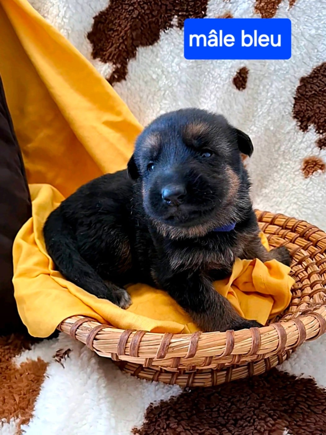 CHIOT 2 - Berger Allemand
