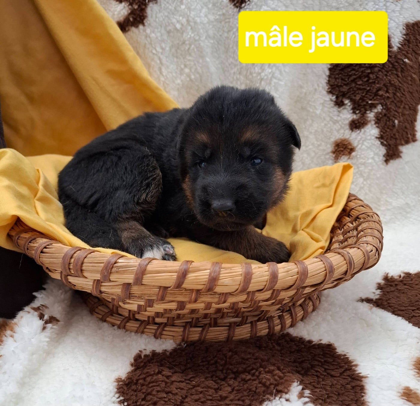 CHIOT 3 - Berger Allemand