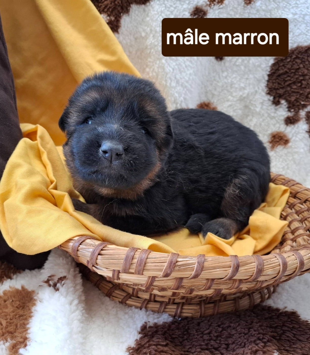 CHIOT 5 - Berger Allemand