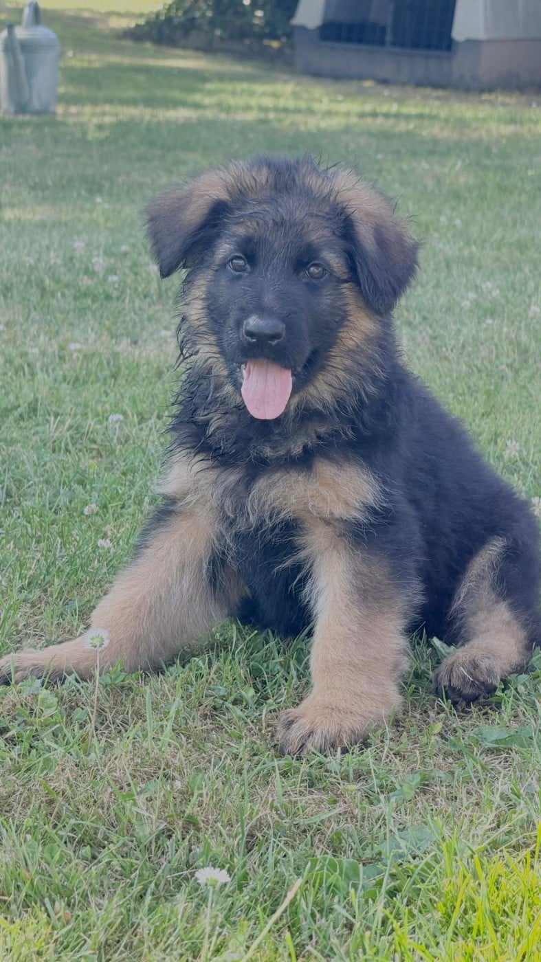 BAXTER - Berger Allemand