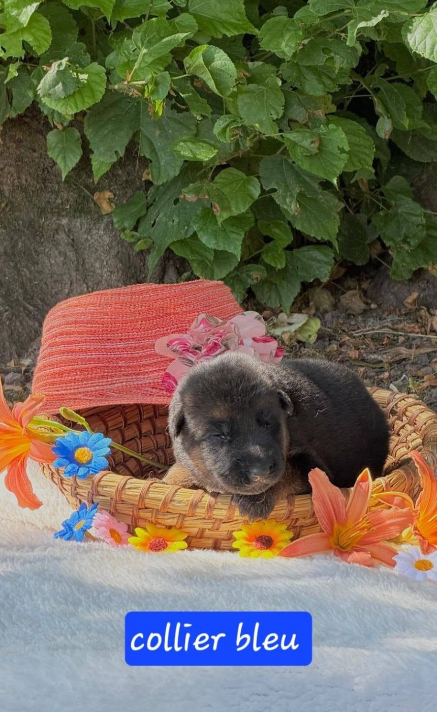 CHIOT 2 - Berger Allemand