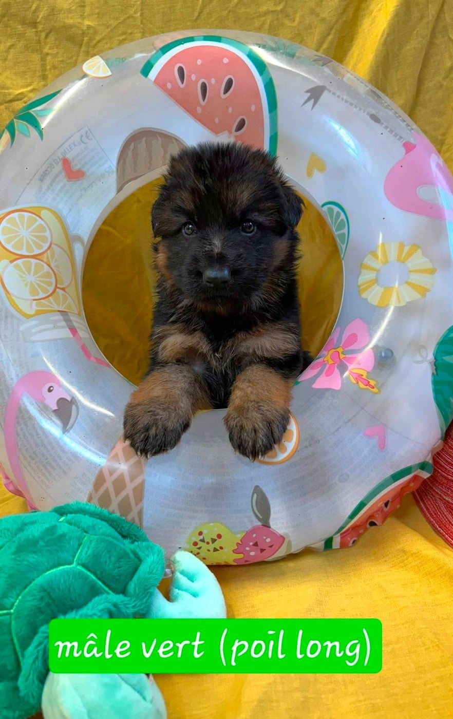 Chiot Berger Allemand