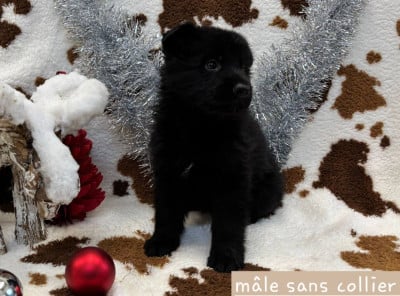 Les chiots de Berger Allemand