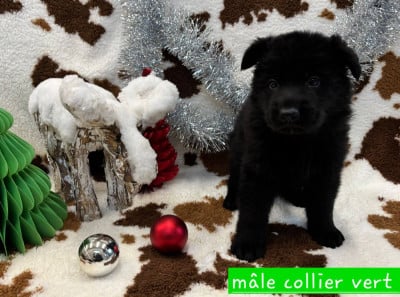 Les chiots de Berger Allemand