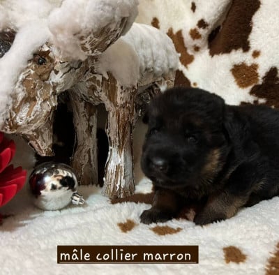 Les chiots de Berger Allemand